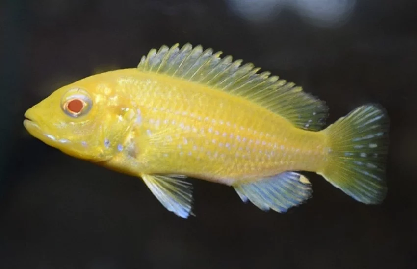 Malawi