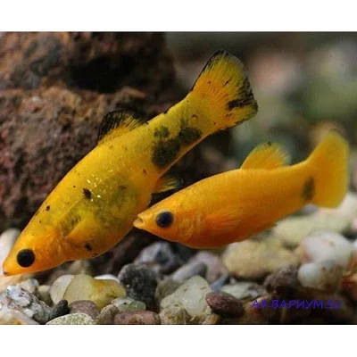 Gold molly (Molly žluté)