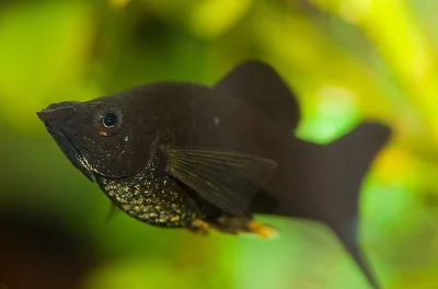 Black molly (POECILIA SPHENOPS BLACK MOLY)