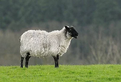 Koupím plemenného berana Suffolk