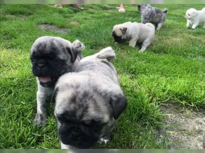 Mops chlapci a dívky