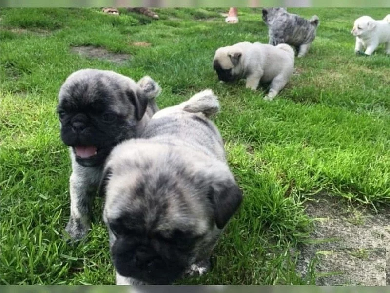 Mops chlapci a dívky