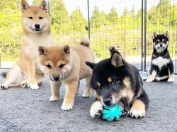 Shiba-Inu štěňata na prodej