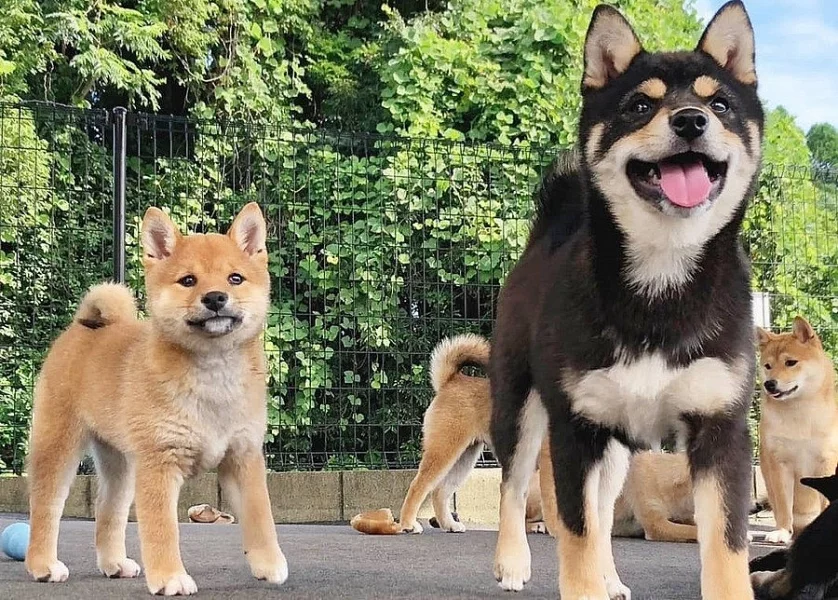 Shiba-Inu štěňata na prodej