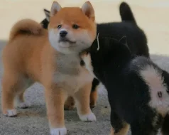 Shiba-Inu štěňata na prodej