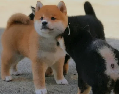Shiba-Inu štěňata na prodej