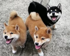 Shiba-Inu štěňata na prodej
