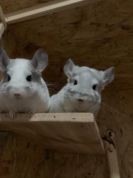 3 Činčily + klec, jídlo , domek , napaječky atd