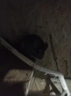 3 Činčily + klec, jídlo , domek , napaječky atd