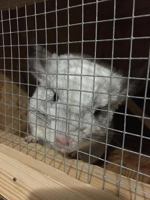 3 Činčily + klec, jídlo , domek , napaječky atd