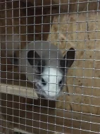 3 Činčily + klec, jídlo , domek , napaječky atd