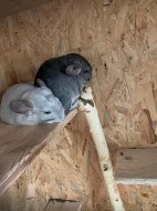3 Činčily + klec, jídlo , domek , napaječky atd