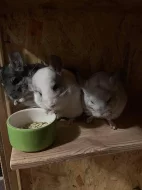 3 Činčily + klec, jídlo , domek , napaječky atd