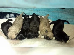 Mops štěně