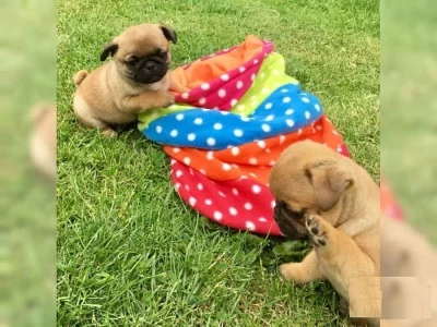 Mops Štěňata do nových domovů