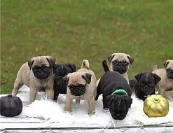 Mops Štěňata do nových domovů