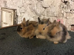 Prodám 3 zakrslé králíčci