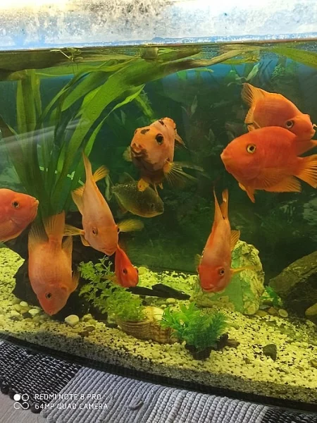 Cichlidy papoušcí, piraňe a kompletní akvárium