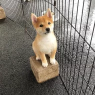 Shiba inu s pp~~~