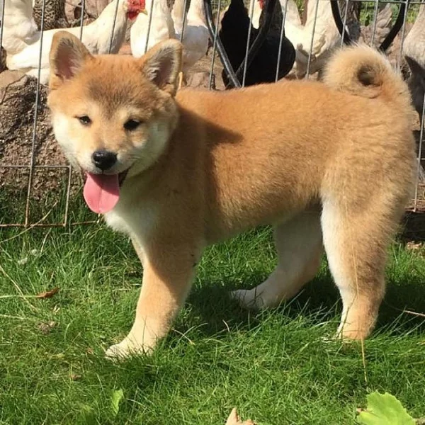 Shiba inu s pp~~~