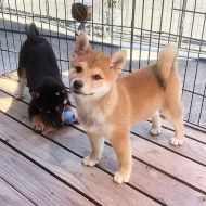 Shiba inu s pp~~~