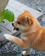 Shiba inu s pp~~~