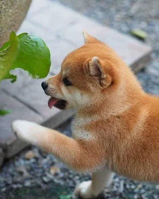 Shiba inu s pp~~~