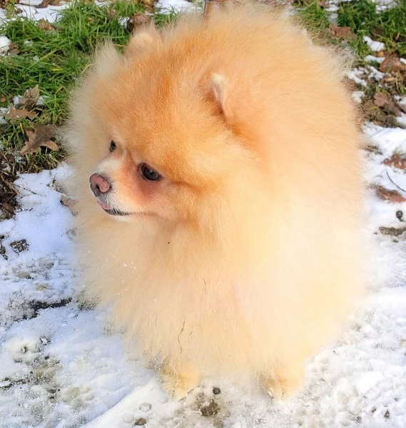 Pomeranian - krytí