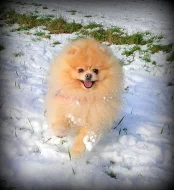 Pomeranian - krytí