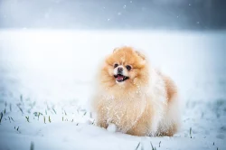 Pomeranian - krytí