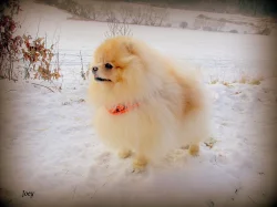 Pomeranian - krytí