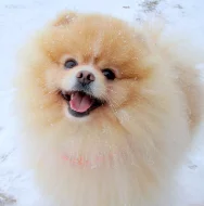 Pomeranian - krytí