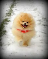 Pomeranian - krytí