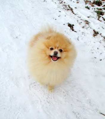 Pomeranian - krytí