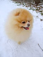 Pomeranian - krytí