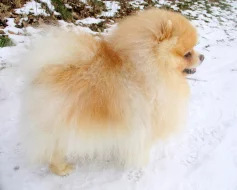 Pomeranian - krytí