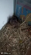 Osmak Degu.