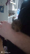 Osmak Degu.