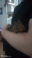 Osmak Degu.