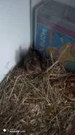 Osmak Degu.