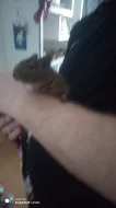 Osmak Degu.