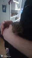 Osmak Degu.
