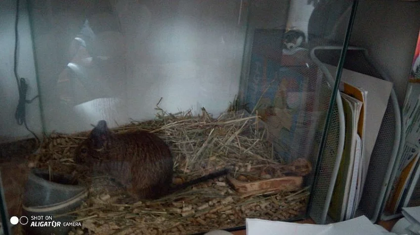 Osmak Degu.