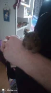 Osmak Degu.