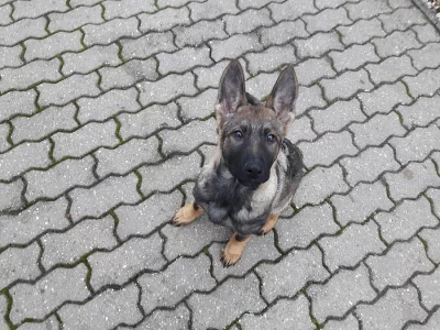 očekávaný vrh štěňat něměckého ovčáka