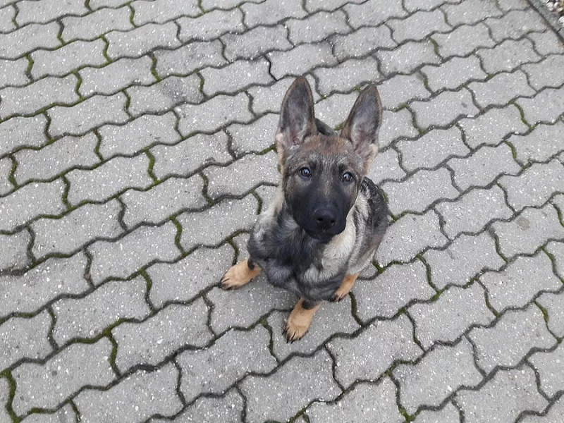 očekávaný vrh štěňat něměckého ovčáka
