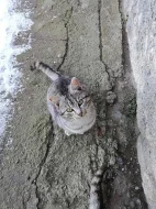 Prodám kocicky a kocourky