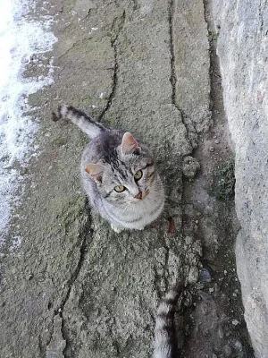 Prodám kocicky a kocourky