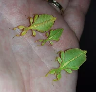 Prodám lupenitky Phyllium philippinicum