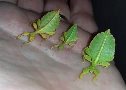 Prodám lupenitky Phyllium philippinicum